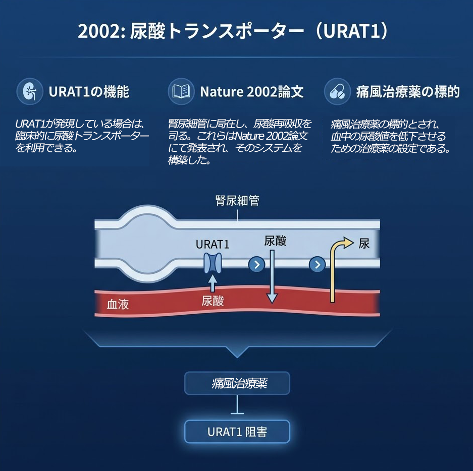 尿酸トランスポーター（URAT1）の模式図